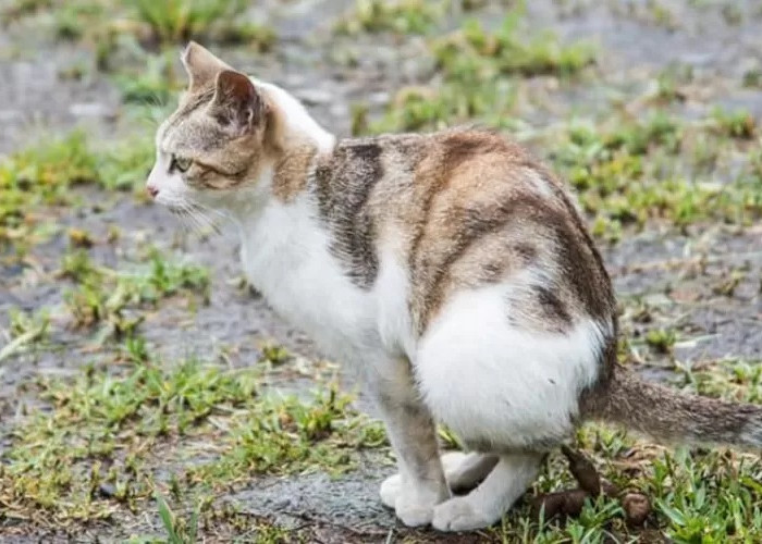 3 Cara Mengusir Kucing Berak Sembarangan, Sangat Ampuh untuk Dilakukan Tanpa Menyakiti Namun Bikin Kapok