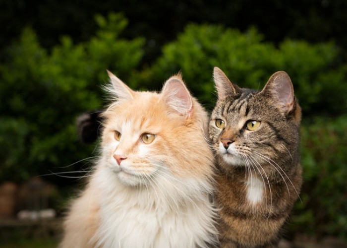 3 Keunikan Sikap Kucing Liar Menjadi Pusat Perhatian, Ayo Ketahui Tentang Kucing Liar Ternyata Menarik Loh!