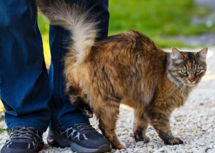 Bikin Baper! Berikut 4 Alasan Mengapa Kucing Sering Mengikuti Pemiliknya, yang Ternyata Sangat Bermakna