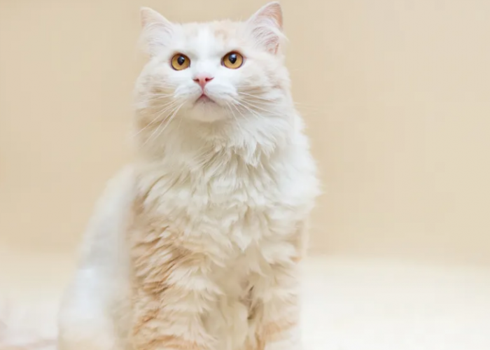 5 Tips Perawatan Kucing Anggora yang Dianjurkan Islam, Melalui Al Quran