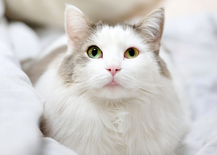 4 Jenis Makanan Rumahan Untuk Kucing Ras Angora yang Bagus Untuk Mempercantik Bulu 
