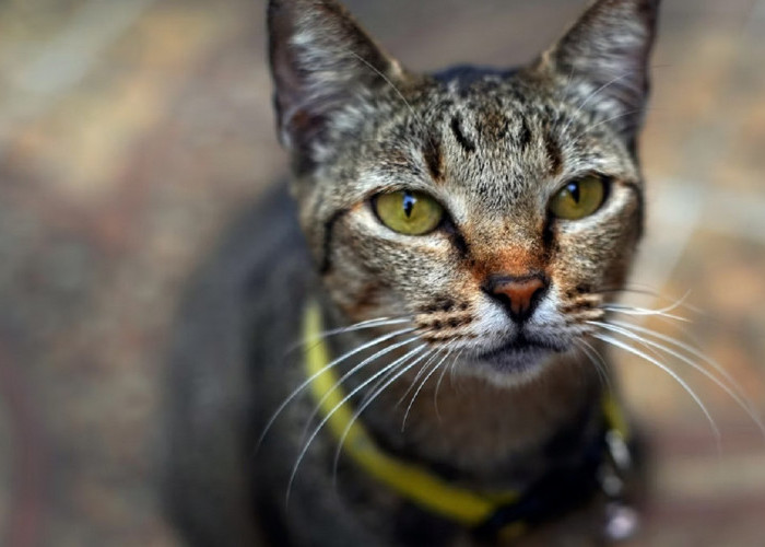 Ingin Memelihara Kucing Kampung? Kenapa Tidak, Yuk Simak 5 Manfaat Memelihara Kucing Kampung