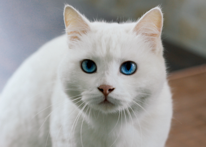 Kucing Putih Pembawa Keberuntungan? Ini 5 Alasan dibaliknya!