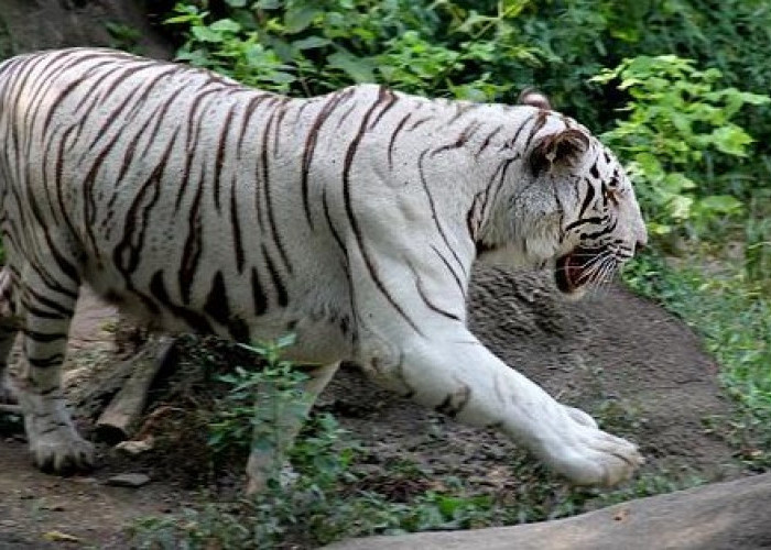 Harimau Putih Sudah Punah? Apa Penyebabnya? Ini Nasibnya Sekarang