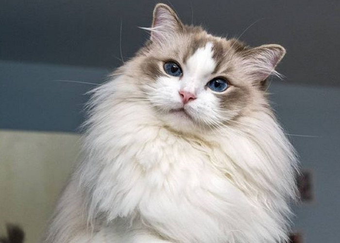10 Fakta Unik tentang Kucing Ragdoll; Si Lembut yang Penuh Kejutan