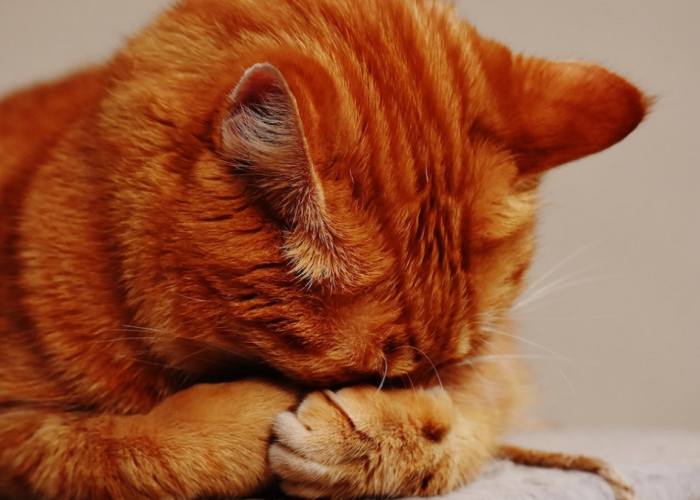 Insha Allah Sehat Lagi, inilah 3 Bacaan Doa untuk Kucing Peliharaan yang Sakit Tak Kunjung Sembuh