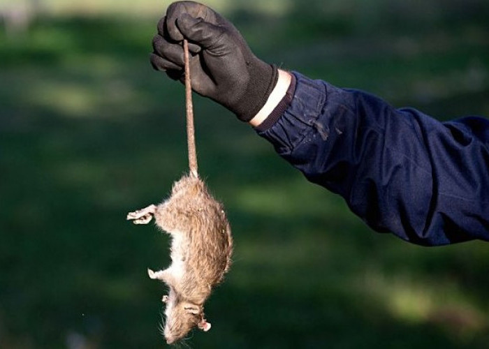 Ini 3 Cara Membuang Bangkai Tikus dengan Benar, Agar Tidak Tertular Penyakit