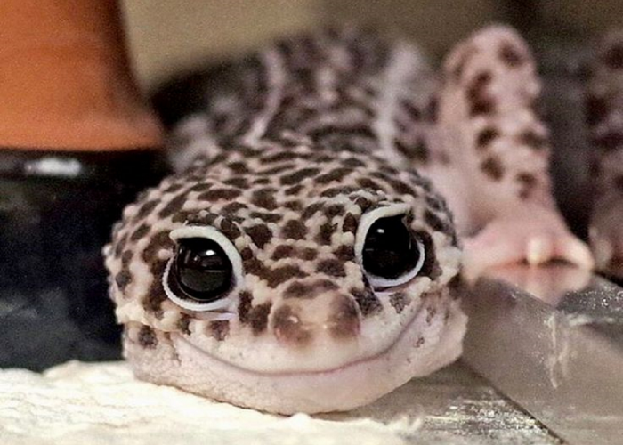 Mirip Tokek! Berikut 3 Jenis Gecko yang Populer dan Aman untuk Dipelihara di Rumah