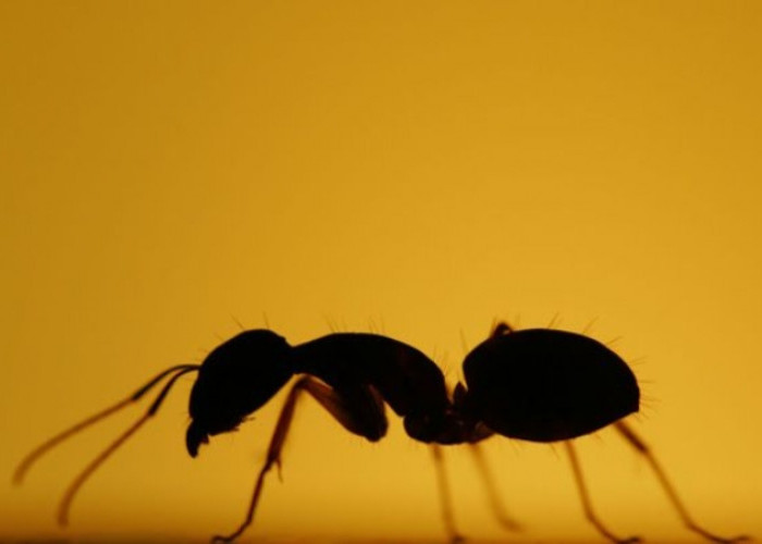 Inilah Cara Mengeluarkan Semut dari Telinga serta 4 Tips Mencegah Semut Masuk Telinga 
