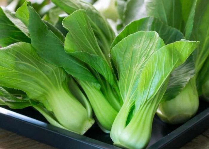 Ini Dia 5 Jenis Sayuran Hidroponik yang Bisa Ditanam di Rumah, Enak Buat Lalapan! 