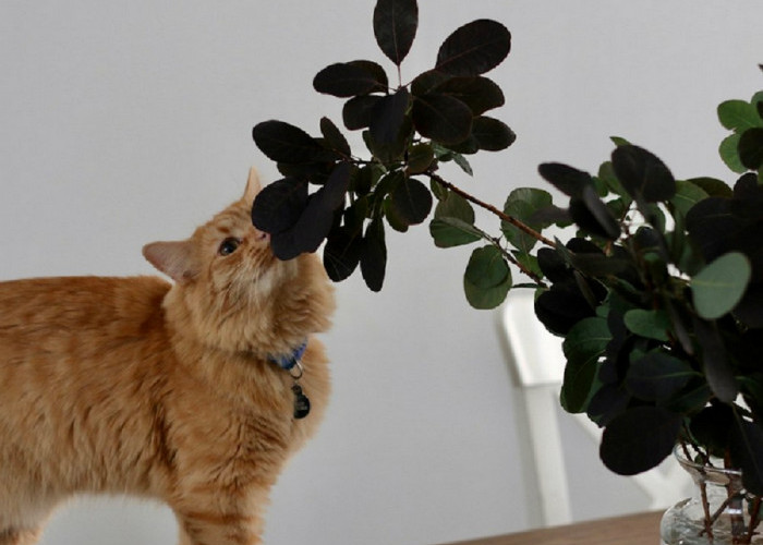 Kenali 6 Tanaman Rumah Yang Tidak Disukai Kucing, Para Pemilik Kucing Wajib Tau!