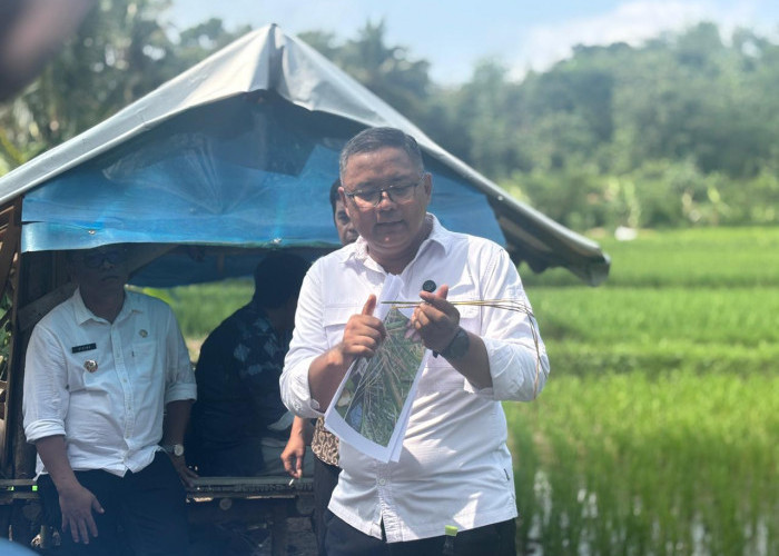 Tekan Serangan Hama Padi, Kuningan Terapkan Pengendalian Berbasis Ekosistem