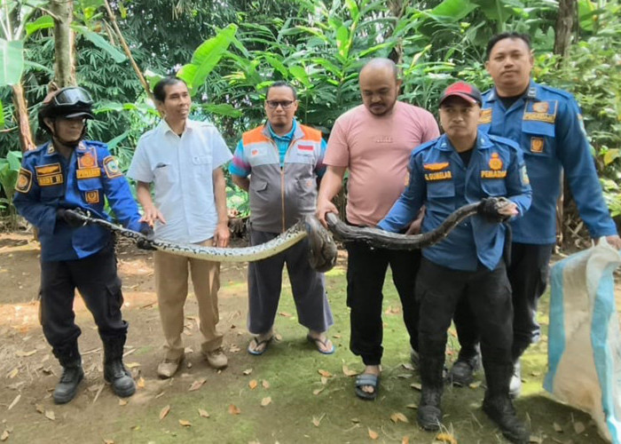 Ular Besar Incar Kambing Milik Warga Desa Gunungkeling