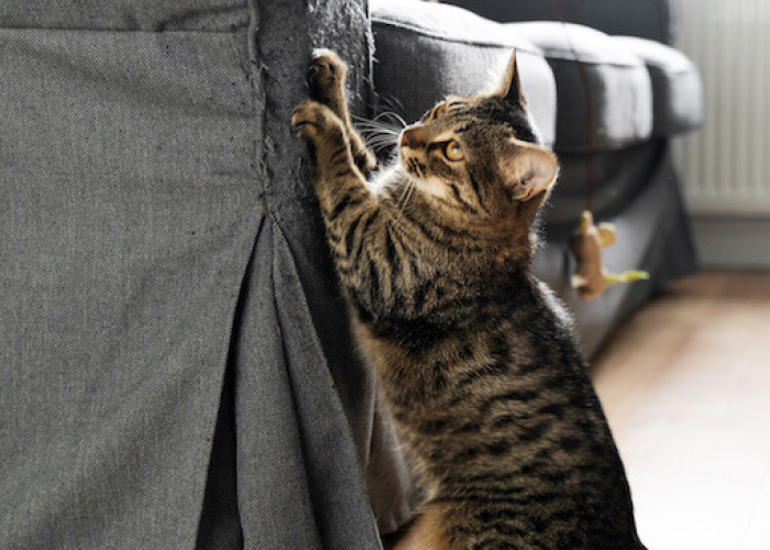 Kenapa Kucing Sering Mencakar Kursi? Simak 3 Alasan dan Cara Mencegahnya Disini!