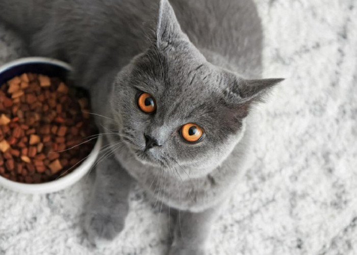 Bikin Sedih! Ini Dia 4 Alasan Kucing Menyisakan Makanannya Sendiri, Ternyata Karena Hal Ini