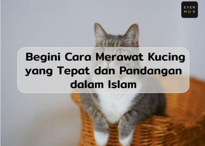 Merasakan Keamanan, Inilah 3 Cara Memelihara Kucing Menurut Pandangan Islam