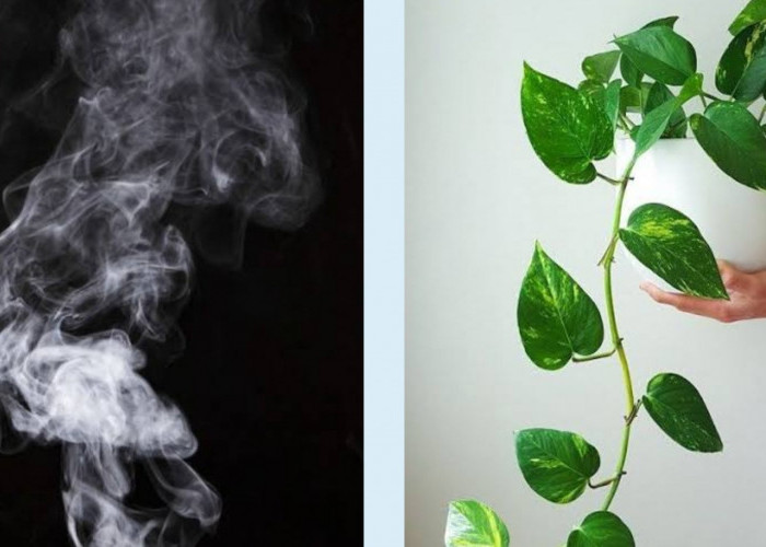 6 Tanaman Hias Penyerap Asap Rokok, Cocok Ditempatkan di Dalam Rumah, Sudah ada Penelitian
