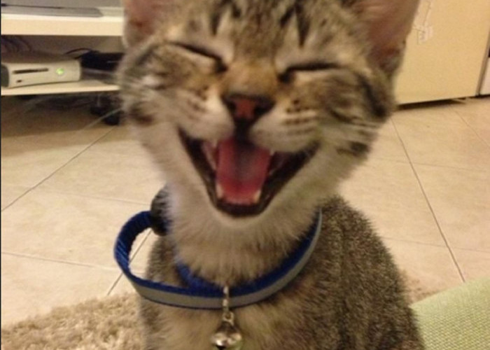 Inilah 5 Cara Membuat Kucing Bahagia, Ternyata Ini Lho Yang Harus Kamu Lakukan!