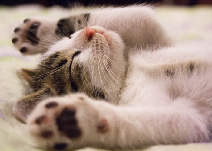 Agar Kucing Tidak Hamil, Ini 6 Cara Mengatasi Kucing Birahi Tetap Tenang Tanpa Dikawinkan