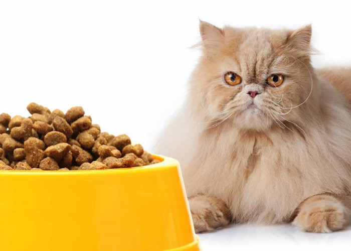 Tak Perlu Khawatir Bulu Kucing Rontok! Inilah 5 Rekomendasi Makanan Kucing Untuk Mengatasi dan Melebatkan Bulu