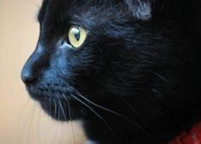 Mengenal Kucing Dengan Bulu Hitam, Apakah Termasuk Ciri Kucing Bawa Hoki Bagi Pemiliknya?