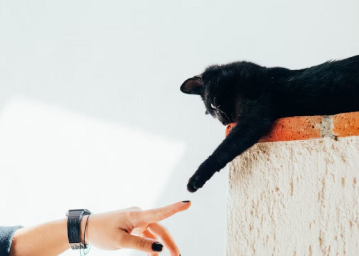 Kenali 7 Cara Membuat Kucing Kampung Nurut dan Jinak Kepadamu, Ternyata Mudah Lho! Yuk Simak