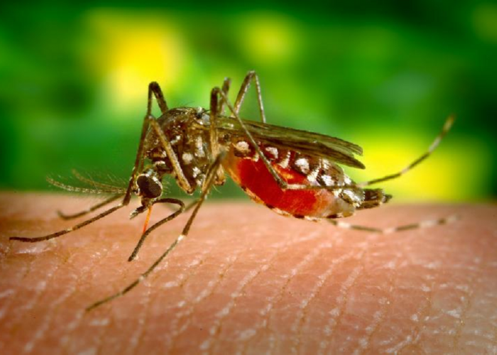 Tidak Mengalami Evolusi, Ternyata Nyamuk Merupakan Hewan Purba! Begini Fakta Dan Penjelasannya