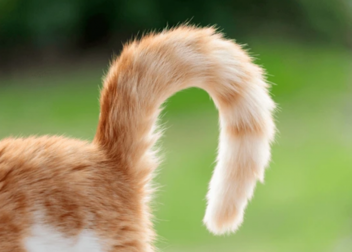 Cara Memahami Bahasa Kucing dari Gestur atau Gerakan Tubuh! Catlovers Wajib Simak!