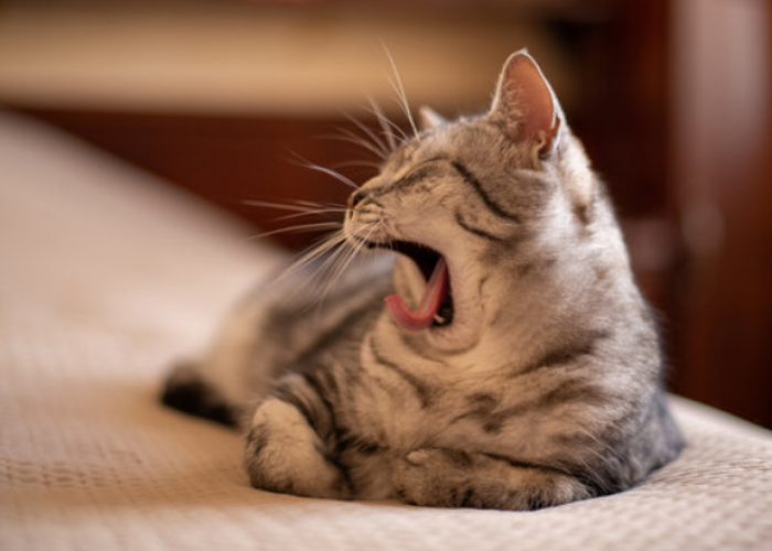 Catlovers Yuk Cari Tahu 5 Alasan Kenapa Kucing Sering Menguap, Ternyata Bukan Cuma Mengantuk
