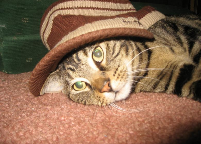 Cegah Tanda-Tanda Ini Sebelum Terjadi Pada Peliharaanmu! Ini Tanda Kucing Stres Yang Harus Kamu Ketahui!