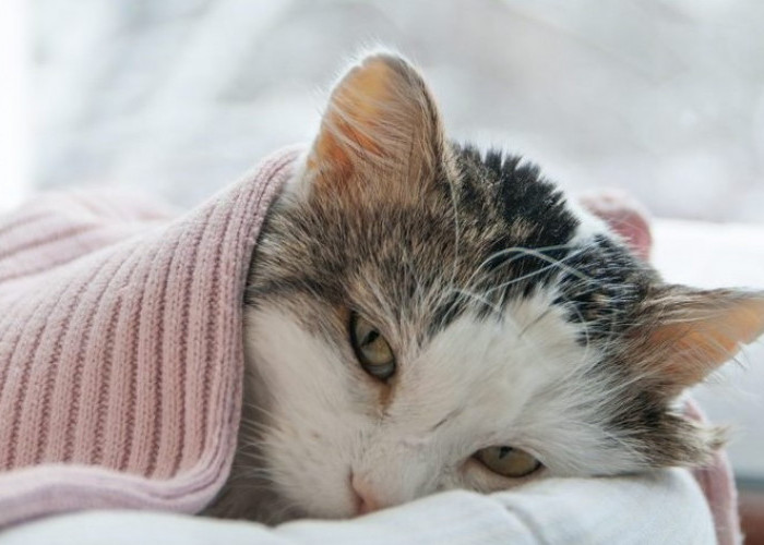 Ini 5 Cara Mencegah Penyakit Menular Kucing, yang Masih Jarang Diketahui Cat Owner!