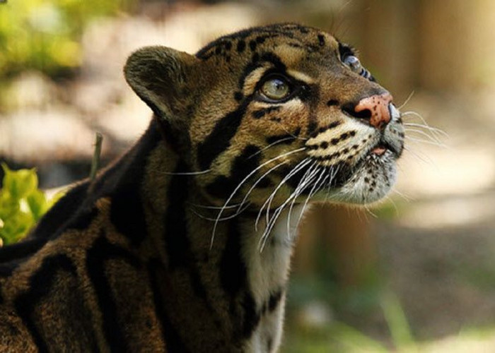 Mengenal Lebih Dekat Sang Pengintai Hutan Sumatera, Macan Dahan Sunda