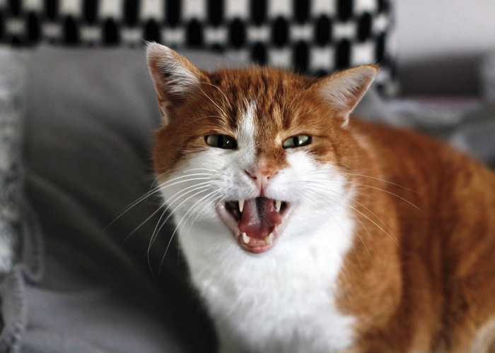 Bisa Bikin Kucing Marah! Inilah 5 Hal yang Tidak Boleh Dilakukan Sembarangan Pada Kucing Peliharaan