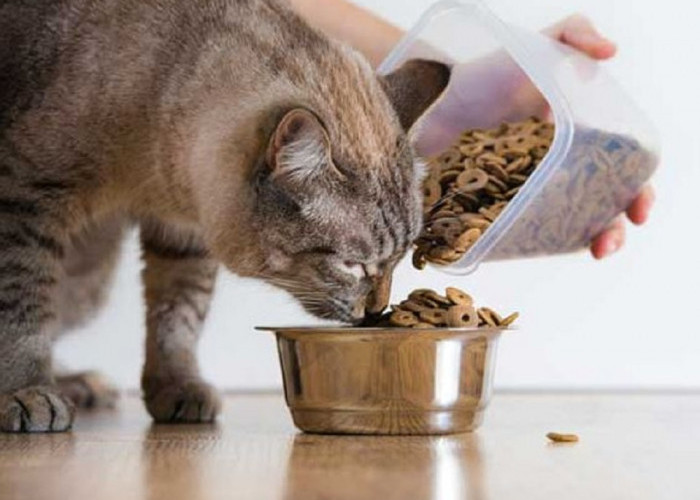 Buat Kucing Makin Gemuk Dan Juga Gemoy, Ini Dia 7 Rekomendasi Makanan Kucing Murah Harga Terjangkau