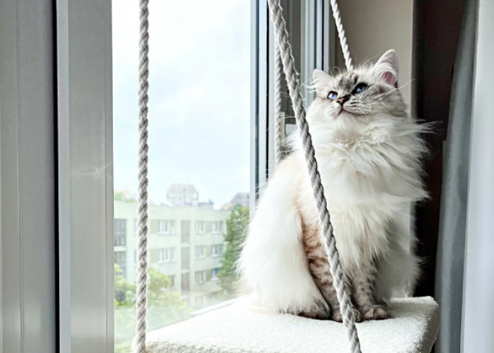 4 Cara Agar Kucing Jarang Keluar Rumah dan Merasa Nyaman di Dalam Rumah!