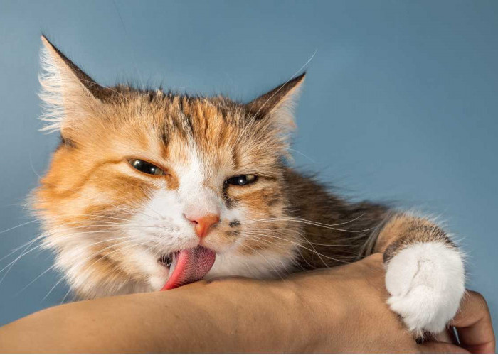Kucing Selalu Ingin Di Dekatmu? Inilah 8 Tanda Kucing Nyaman Dengan Pemiliknya yang Sering Tidak Disadari