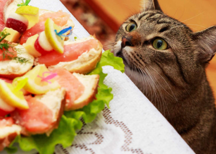 Apakah Kucing Boleh Makan Daun Singkong? Berikut 3 Jenis Makanan yang Dilarang Untuk Kucing Konsumsi!