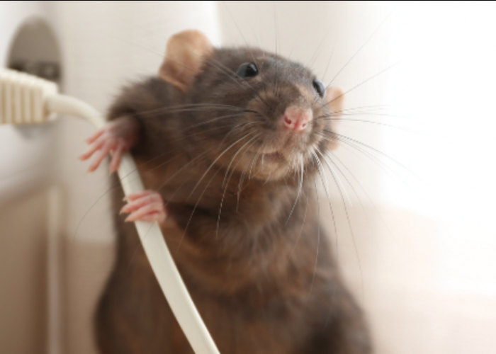 Pantesan Banyak Barang Elektronik Rusak, Ternyata Ini Alasan Kenapa Tikus Suka Menggigit Kabel