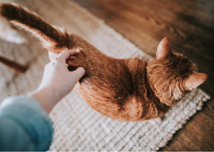 Kenapa Kucing Marah Dipegang Ekornya? Ternyata Ini 5 Alasan dan Bahaya Memegang Ekor Kucing