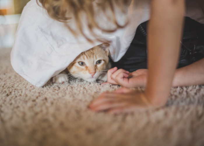 Pastikan Hindari 6 Hal yang Bikin Kucing Takut pada Pemiliknya Berikut, Anabul Jadi Tetap Sayang