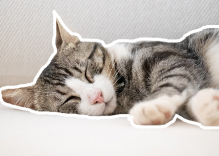 Jangan Khawatir! Ternyata Ini Alasan Kenapa Tubuh Kucing Bergetar saat Tidur, Bukan Kejang-Kejang