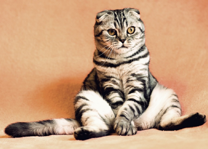 Ini 5 Rekomendasi Jenis Kucing Lucu Yang Bisa Kamu Pelihara, Apa Saja? Berikut Penjelasannya