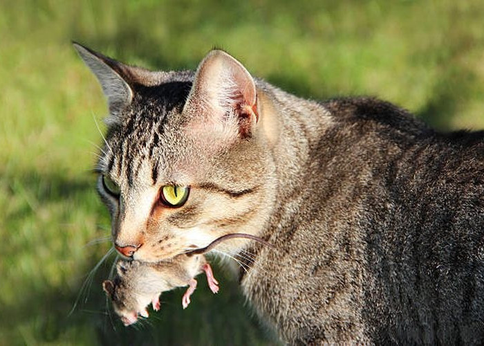Kenapa Kucing Liar Suka Berburu? Berikut Ini 4 Penjelasannya, Oh Ternya Bikin Senang Kucing Loh!