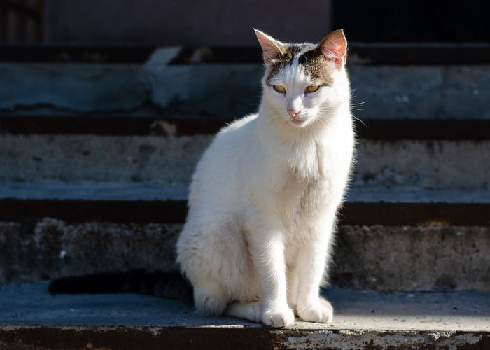 Jangan Sakiti Kucing! Berikut 5 Cara Halus Mengusir Kucing Liar Menyebalkan di Rumah, Cukup Lakukan Ini!