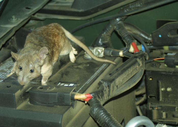 Ketahui Alasan Kenapa Tikus Bisa Masuk ke Kap Mobil Berikut, Ternyata Ini 3 Faktor Pemicunya