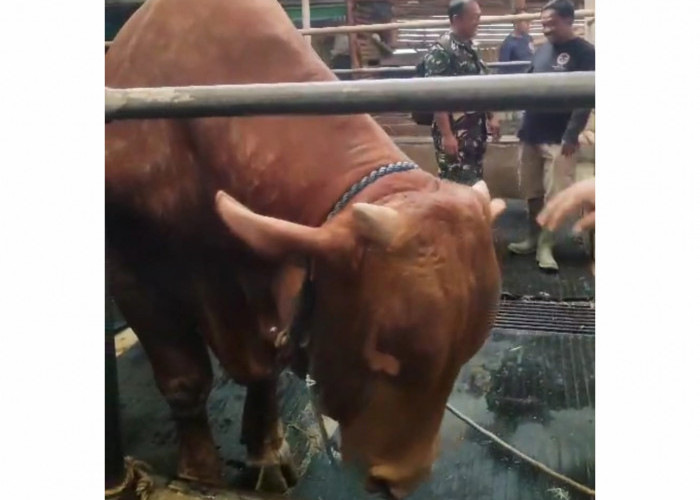 Heboh Sapi Jumbo Bantuan Presiden di Kuningan, Bobot Diego Capai 1,1 Ton