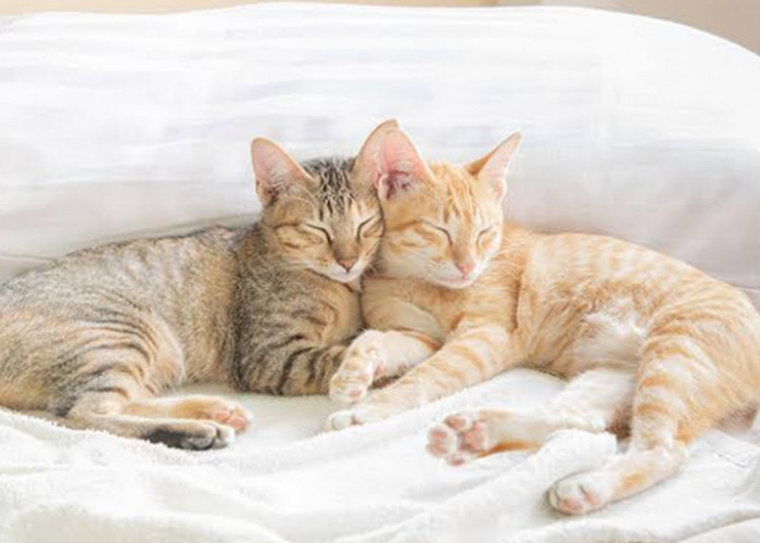 Bagaimana Cara Mengenali Tanda-tanda Kucing Betina yang Siap Kawin? Pemilik Anabul Wajib Tahu