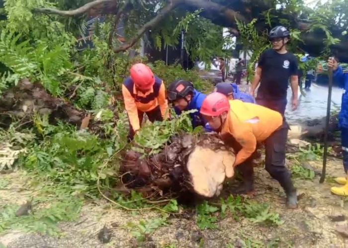 Banyak Pohon Tumbang, BPBD Kuningan Minta Dilakukan Inventarisasi Ulang