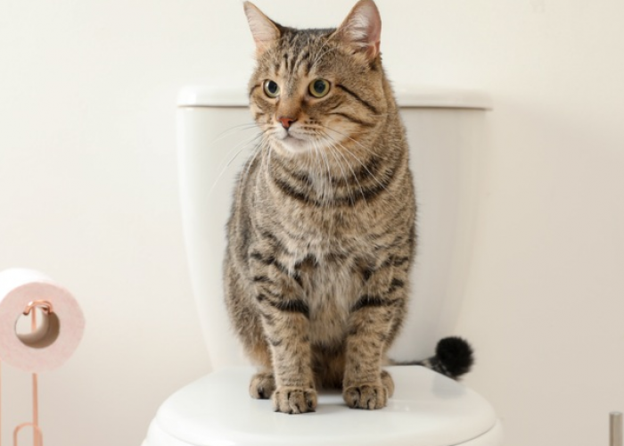 Kenapa Kucing Mengikuti Kita ke Kamar Mandi? Simak 7 Penyebab dan Alasannya Disini