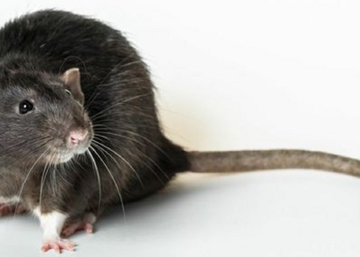 Menjadi Salah Satu Alternatif Mengusir Tikus, Berikut 6 Cara Usir Tikus Menggunakan Daun Salam